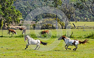Horses play in paddock near Tenterfield, New South Wales, Australia.