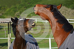 Horses playful