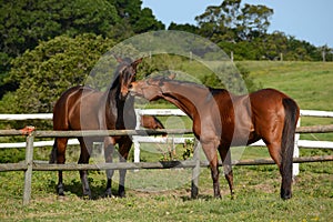 Horses playful