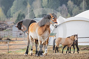 Horses playing and biting each other in herd in paddock