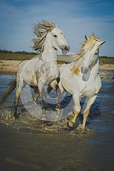 Horses Playing and Splashing