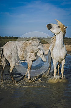 Horses Playing and Splashing, one