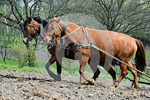 horses ploughing the field