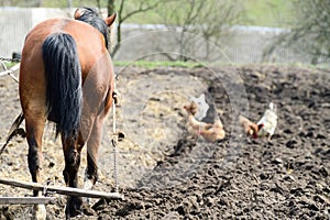 horses ploughing the field