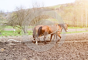 horses ploughing the field