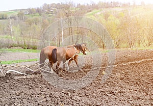 horses ploughing the field