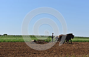 Horses Plowing a Field to Prepare for Crops