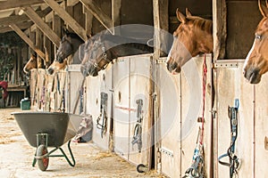 Horses poke their heads out of wooden horse stalls at a riding stable