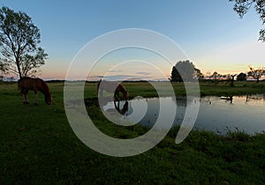 Horses on a pond.