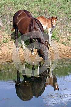 Horses at Pond