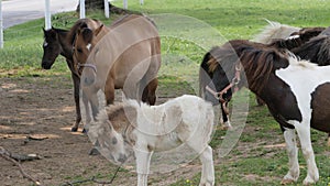 Horses, Ponies and Miniature Ponies playing and Grazing in the Amish Field