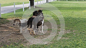 Horses, Ponies and Miniature Ponies playing and Grazing in the Amish Field