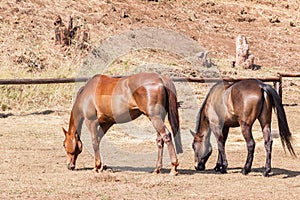 Horses ponies paddock Closeup