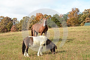 The horses and pony appear to get along very well as they enjoy the sunny fall day