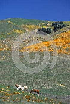 Horses in poppy field and wildflowers, Antelope Valley, Lancaster, CA