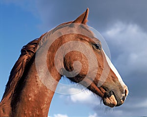 Horses portrait