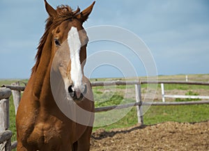 Horses portrait / farm