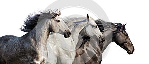 Horses portrait in motion