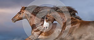 Horses portrait in motion