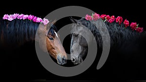 Horses portrait with pion flowers