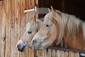 Horses photo