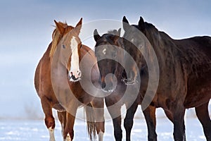 Horses portrait in winter