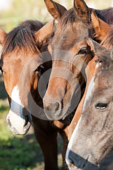 Horses portrat photo