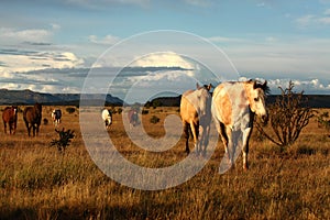 Horses on the prairie