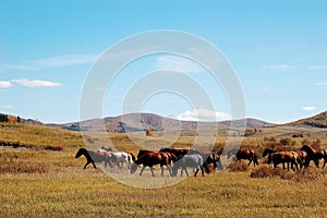 Horses in prairie