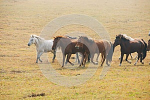 Horses on the prairie of Inner Mongolia, China