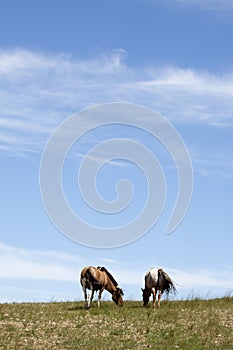 Horses in prairies
