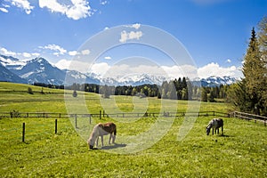 Horses in Prealps photo