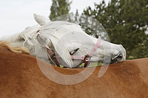 Horses preen