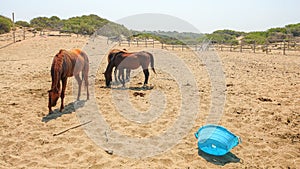Horses at provisional, unkept yard near beach on a hot day, broken blue plastic basin in foreground photo
