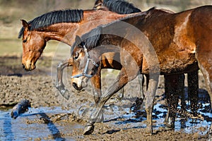 Horses in a puddle
