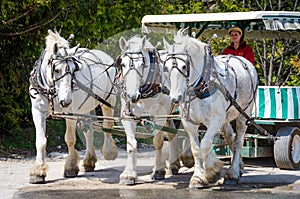 Horses pull carriage on Mackinac Island