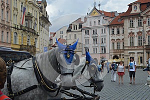 horses pulling a carriage in Amberes