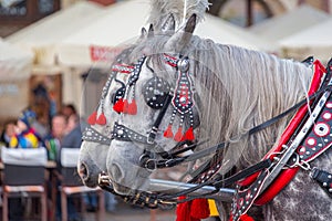 Horses pulling carriage in ornate harness.
