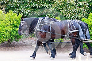 Horses pulling a carriage through a picturesque countryside