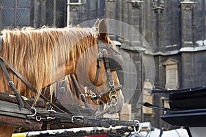Horses pulling carriage at Stephansplatz in Vienna, Austria