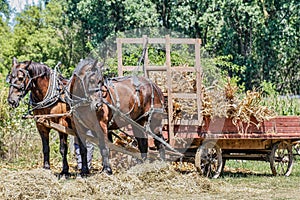 horses pulling a hay trailer filled with some harvested hay and bale of grass