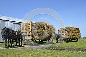 Horses pulling loads of oat bundles