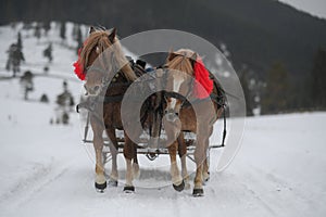 Horses pulling the sleigh in winter