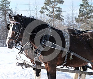 Horses pulling a sleigh through the woods