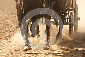 Horses Pulling Wagon