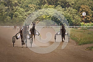 Horses racing, horse riders compete