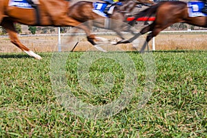 Horses racing at the racetrack