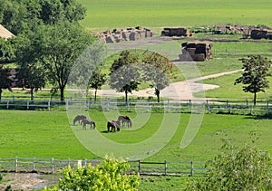 Horses on a ranch