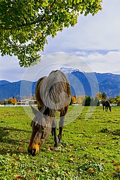 Horses on a ranch in British Columbia, Canada