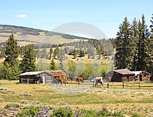 Horses in ranch corral